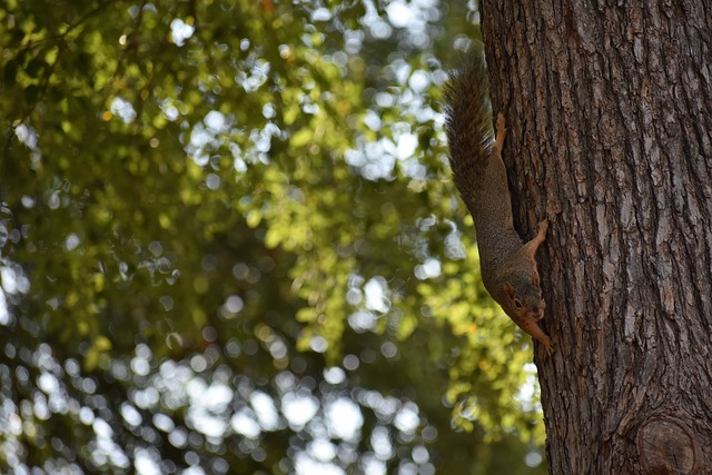 冰岛在当届 冰岛在当届
